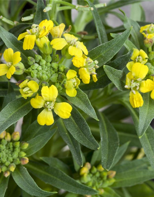 Erysimum cheiri