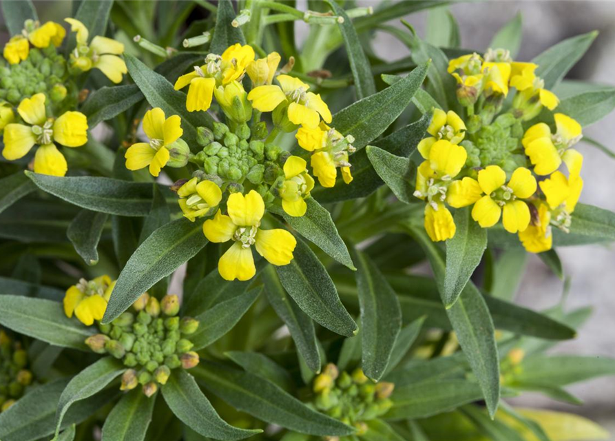 Erysimum cheiri