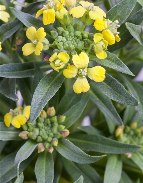 Erysimum cheiri