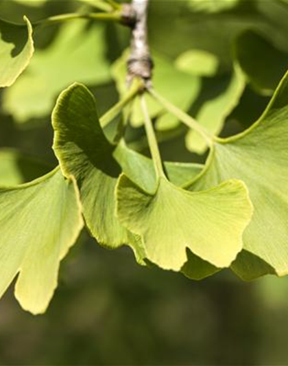 Ginkgo biloba 'Menhir'®