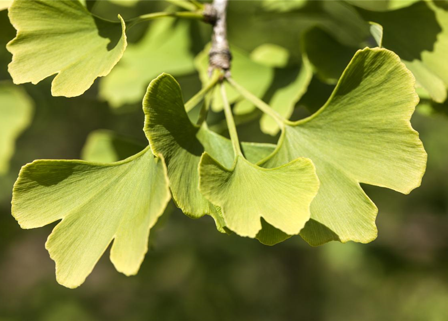 Ginkgo biloba 'Menhir'®