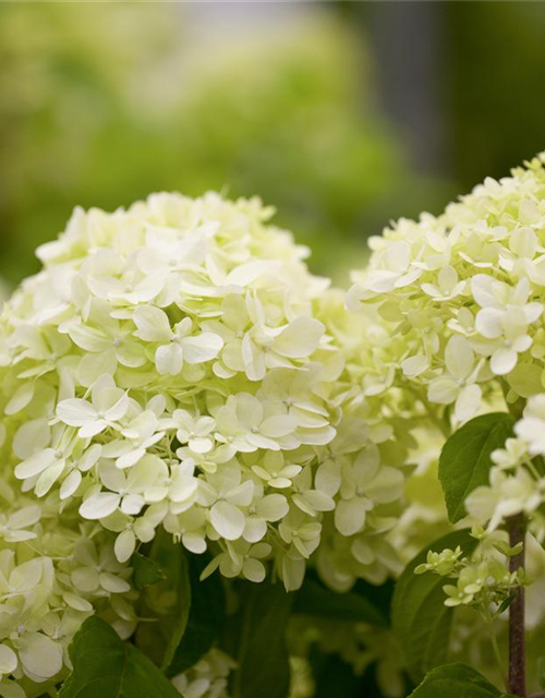 Hydrangea paniculata 'Limelight'(s)