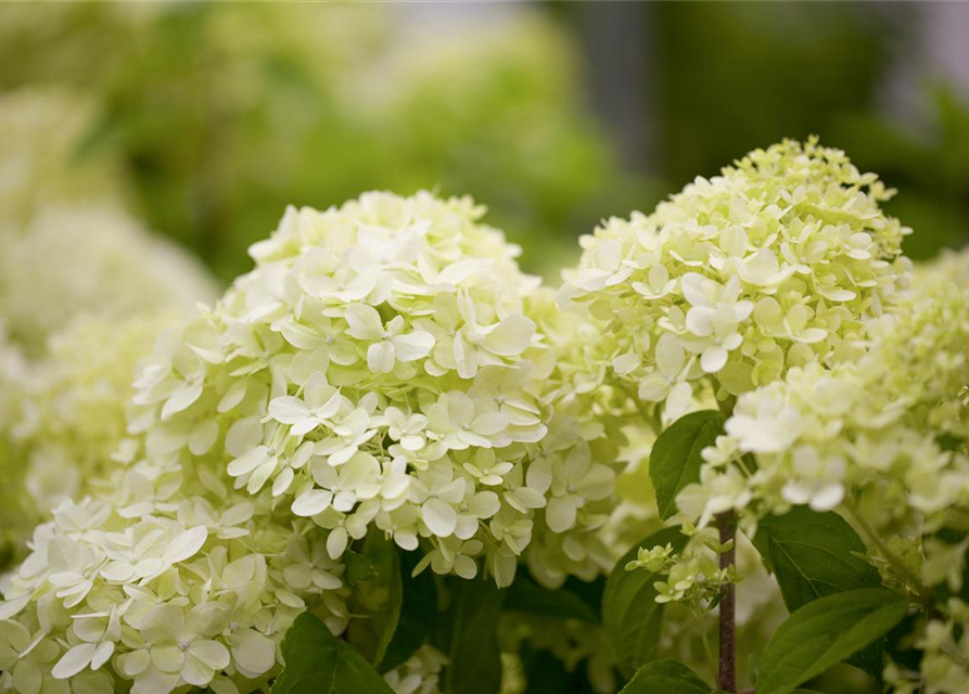 Hydrangea paniculata 'Limelight'(s)