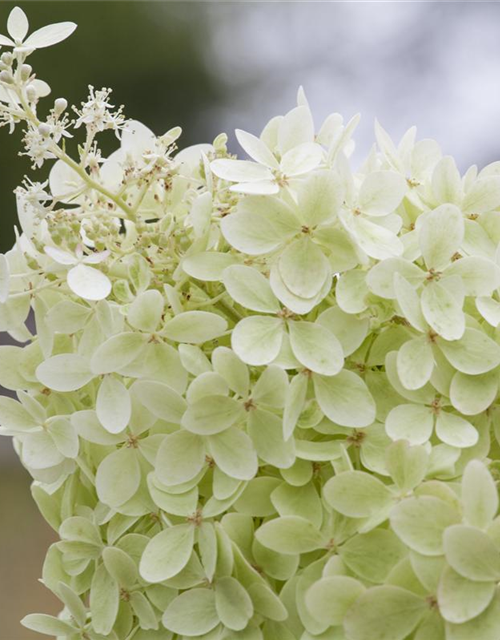 Hydrangea paniculata 'Limelight'(s)