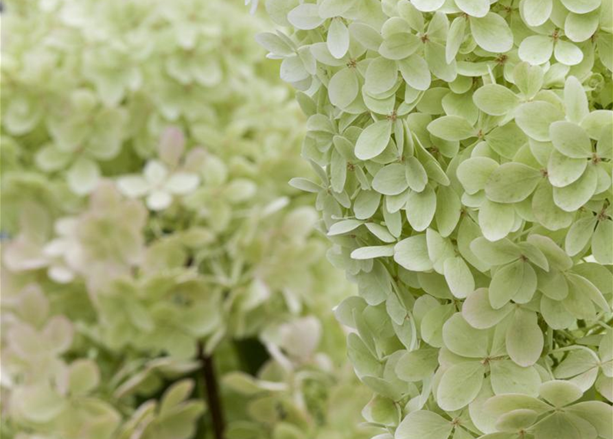 Hydrangea paniculata 'Limelight'(s)