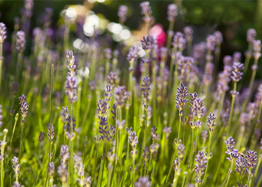 Lavandula angustifolia