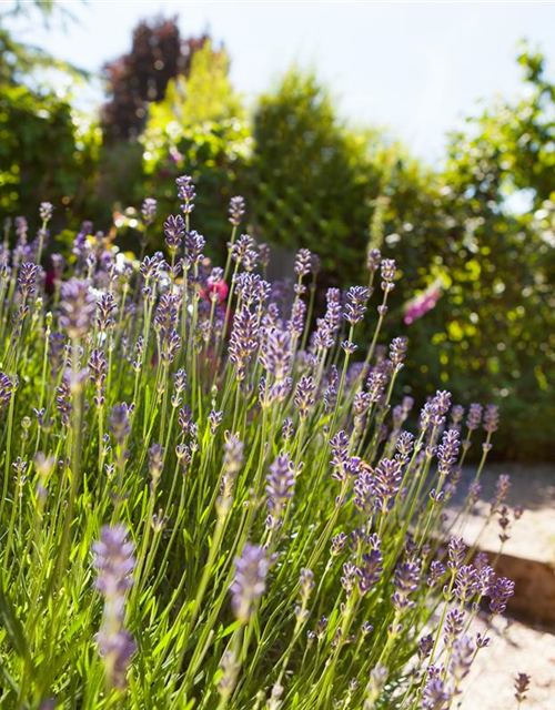 Lavandula angustifolia