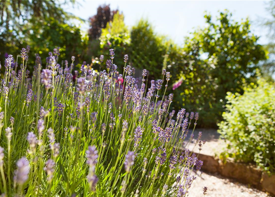 Lavandula angustifolia