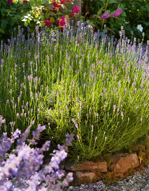 Lavandula angustifolia