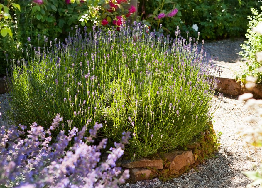 Lavandula angustifolia