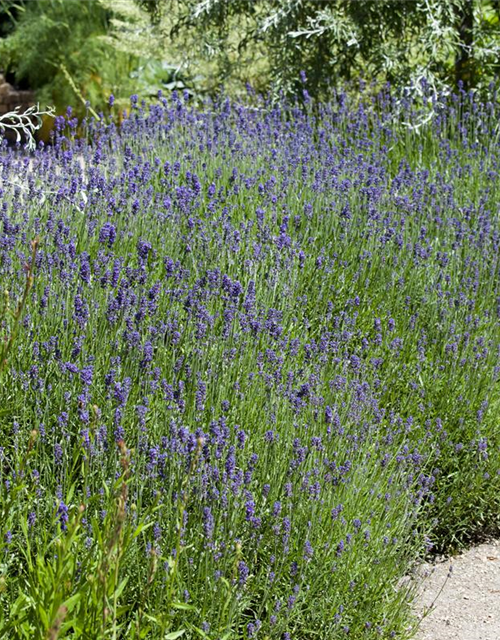 Lavandula angustifolia