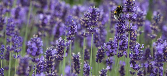 Lavandula angustifolia, blau