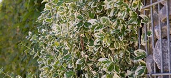 Euonymus fortunei 'Emerald Gaiety'