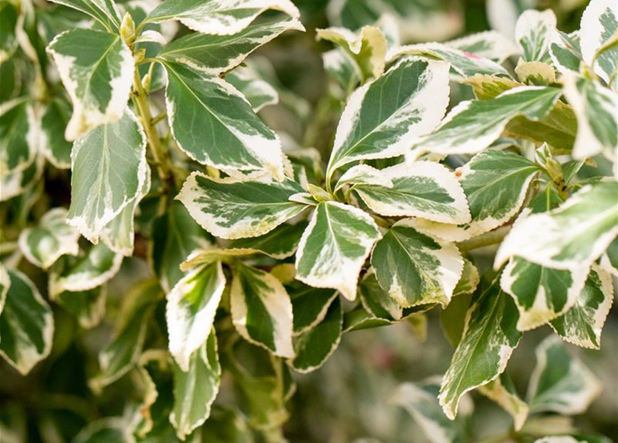 Euonymus fortunei 'Emerald Gaiety'