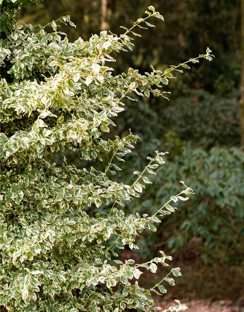 Euonymus fortunei 'Emerald Gaiety'