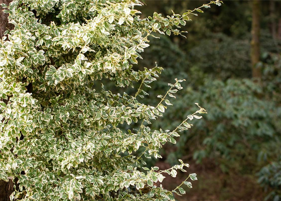 Euonymus fortunei 'Emerald Gaiety'