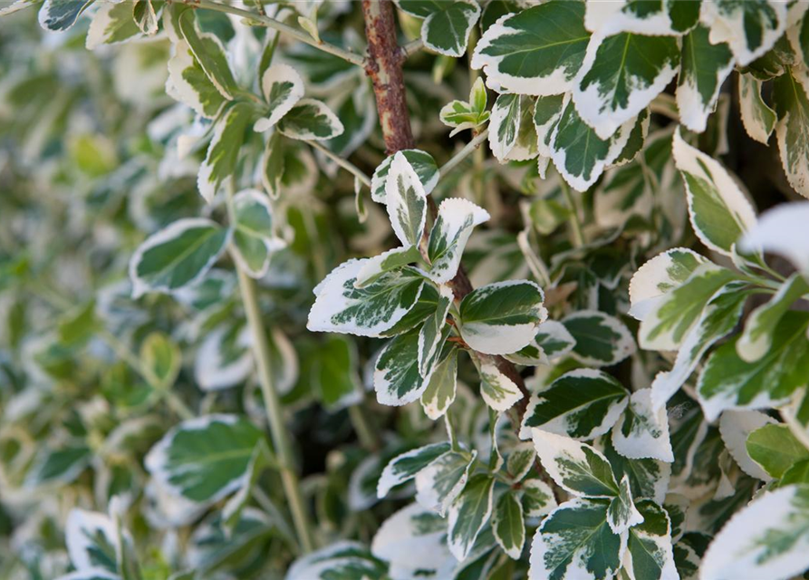 Euonymus fortunei 'Emerald Gaiety'