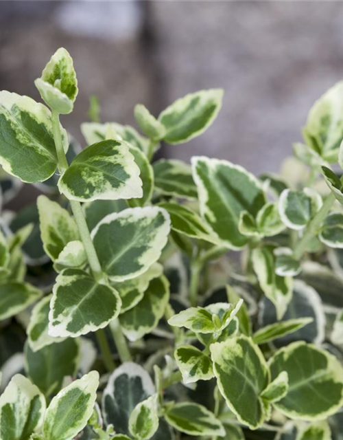 Euonymus fortunei 'Emerald Gaiety'