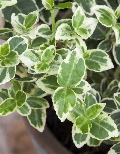 Euonymus fortunei 'Emerald Gaiety'