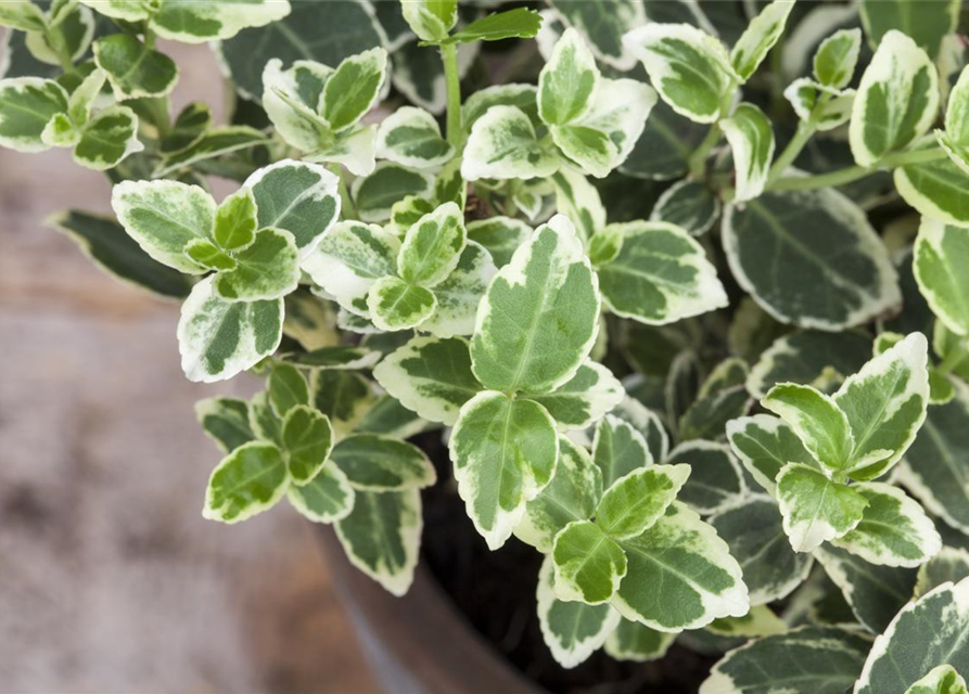 Euonymus fortunei 'Emerald Gaiety'