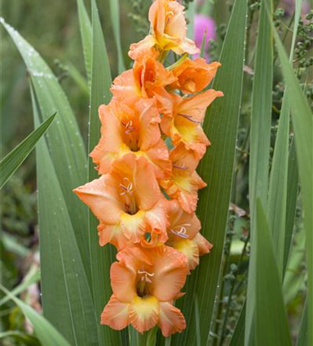 Gladiolus