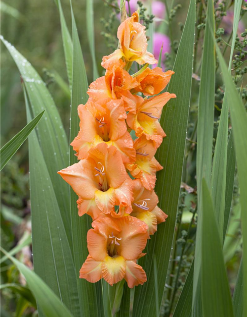 Gladiolus