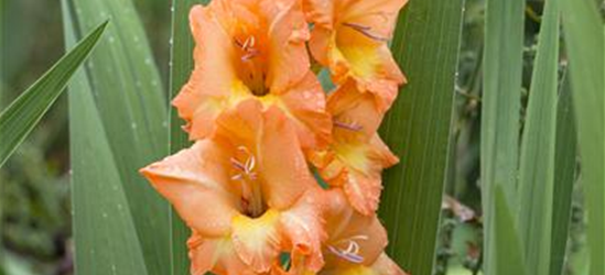 Gladiolus