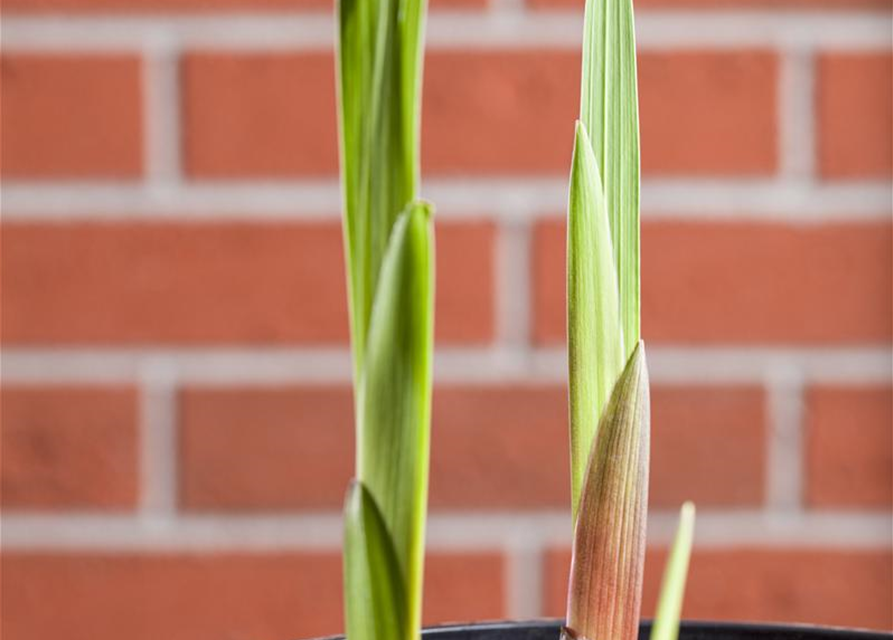 Gladiolus