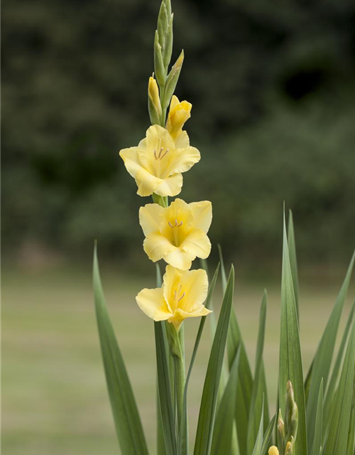 Gladiolus