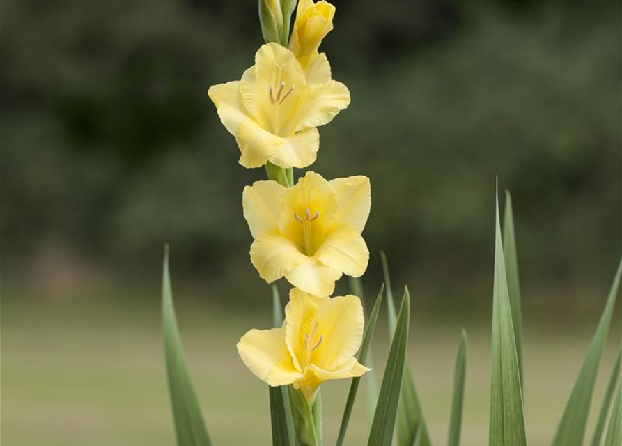 Gladiolus