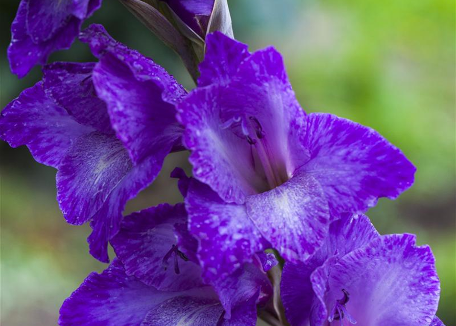 Gladiolus