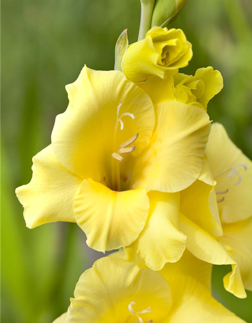 Gladiolus