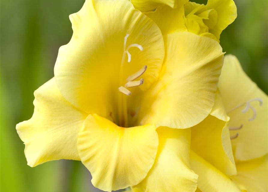 Gladiolus