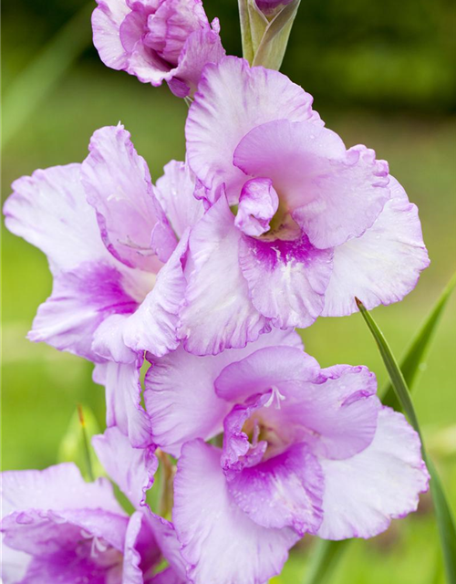 Gladiolus