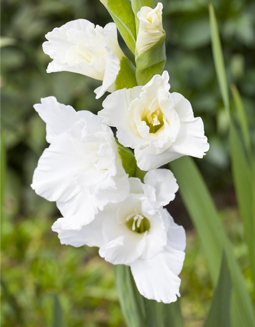 Gladiolus