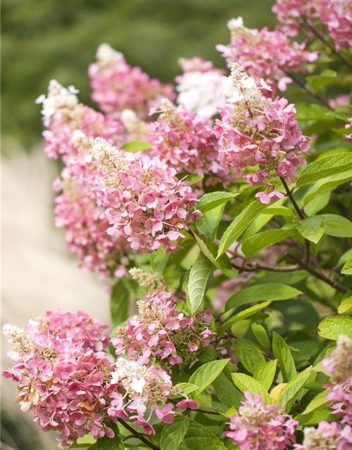 Hydrangea paniculata 'Pinky Winky'®