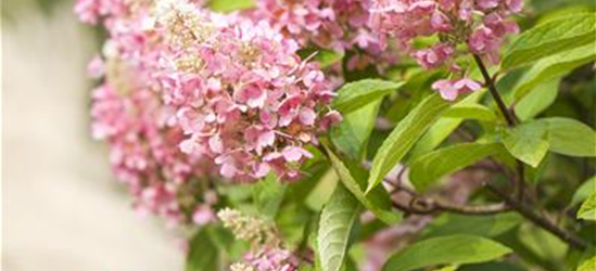 Hydrangea paniculata 'Pinky Winky'®