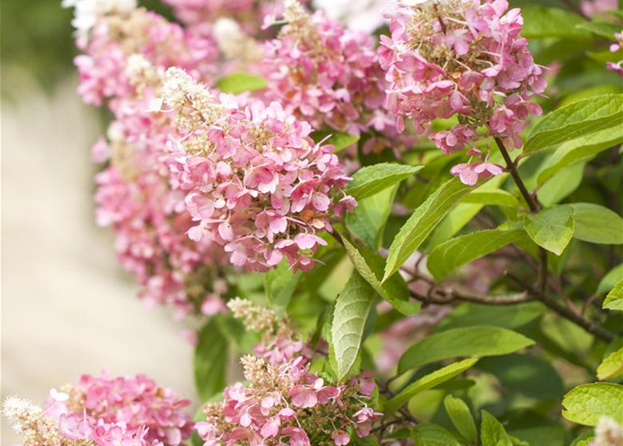 Hydrangea paniculata 'Pinky Winky'®