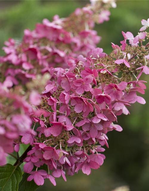 Hydrangea paniculata 'Pinky Winky'®