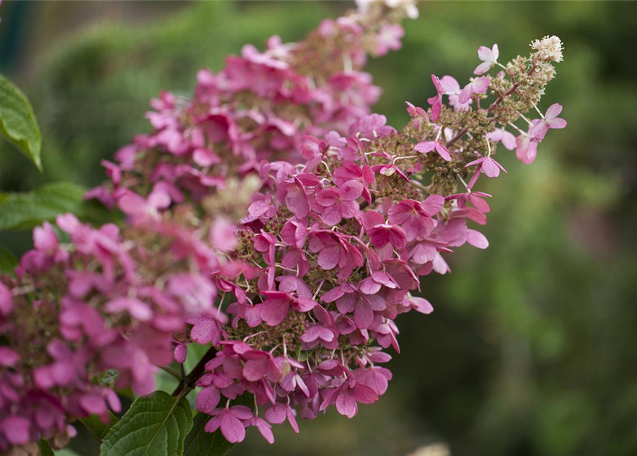 Hydrangea paniculata 'Pinky Winky'®