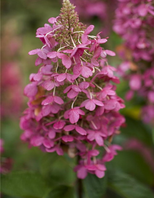 Hydrangea paniculata 'Pinky Winky'®