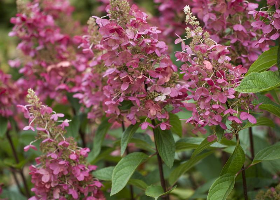 Hydrangea paniculata 'Pinky Winky'®