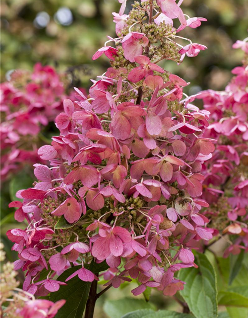 Hydrangea paniculata 'Pinky Winky'®