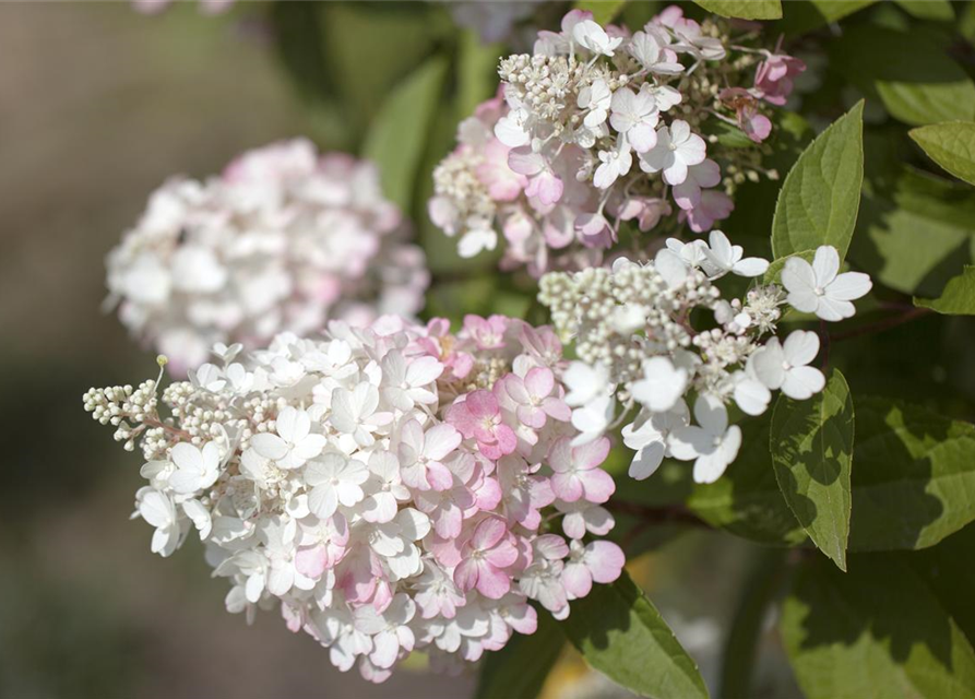 Hydrangea paniculata 'Pinky Winky'®