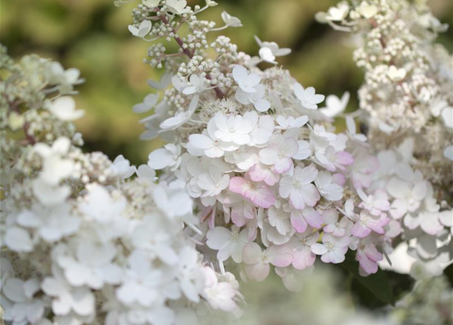 Hydrangea paniculata 'Pinky Winky'®