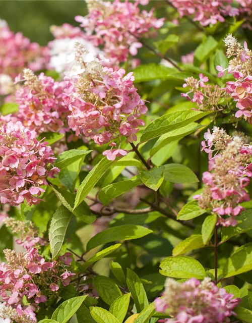 Hydrangea paniculata 'Pinky Winky'®