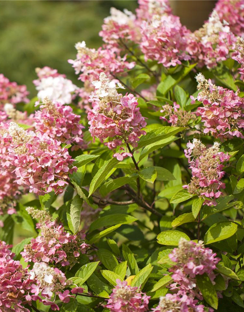 Hydrangea paniculata 'Pinky Winky'®