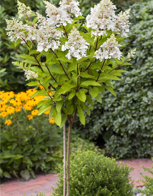 Hydrangea paniculata 'Pinky Winky'®