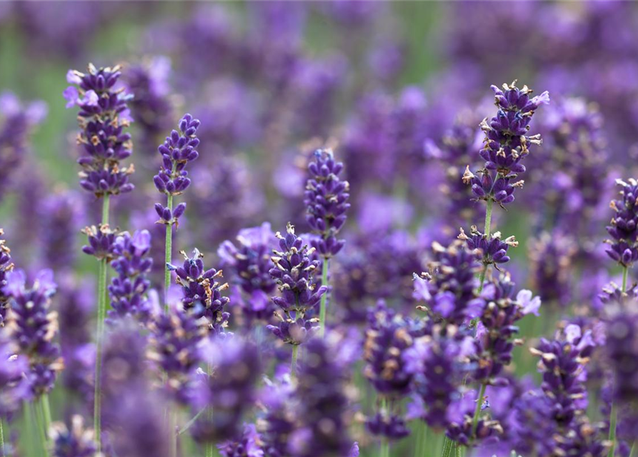 Lavandula angustifolia 'Hidcote Blue'