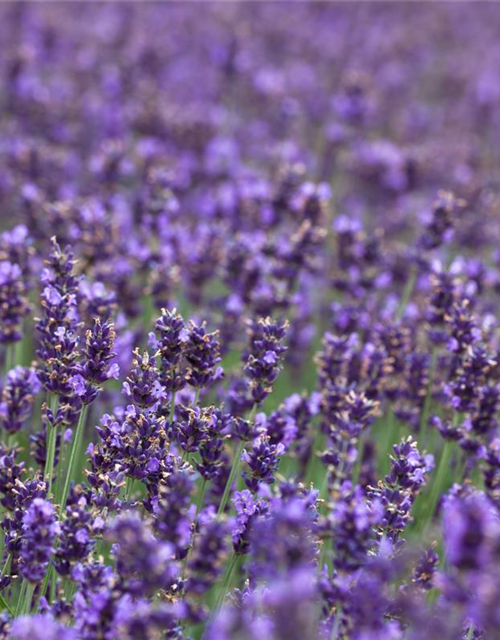 Lavandula angustifolia 'Hidcote Blue'